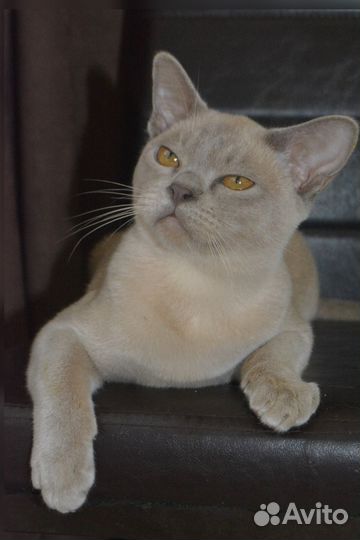Бурманский котик