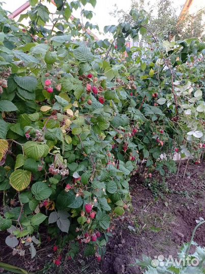 Ремонтантная малина