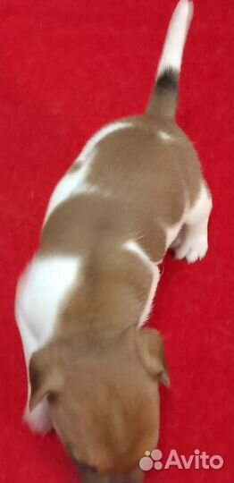 Джек рассел к Новому Году