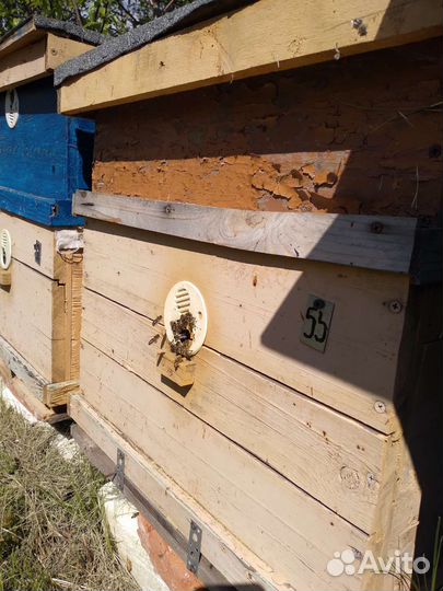 Пчелопакеты, пчелосемьи