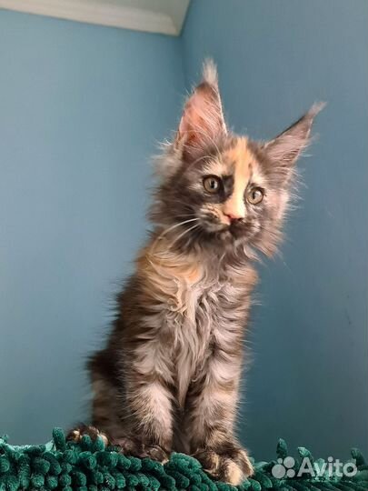 Красотка черепашка