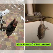 Обработка от клещей комаров муравьев Дезинфекция, Апрелевка