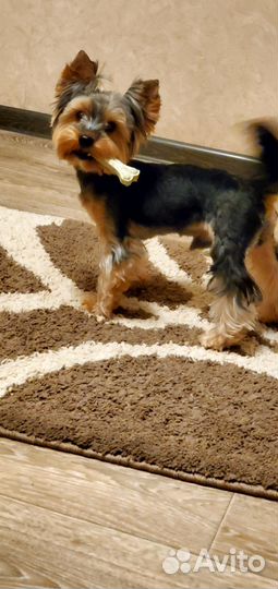 Йоркширский терьер вязка