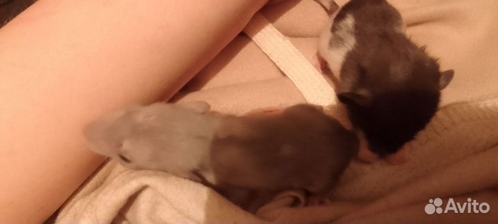 Крыса декоративная