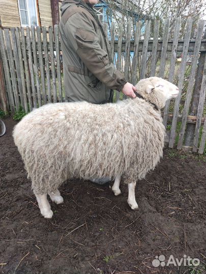 Барашек на 50% Куйбышевская порода