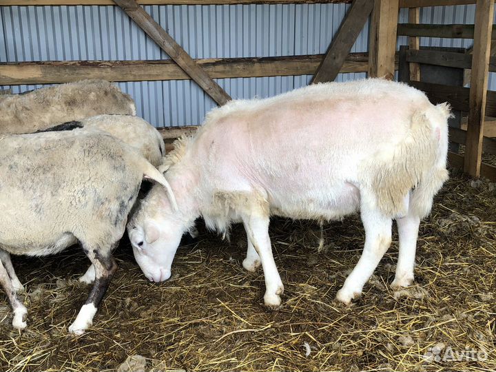 Бараны дорпер