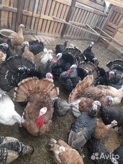 Индюки домашние