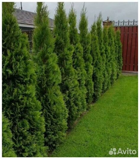 Туя Смарагд 90 см