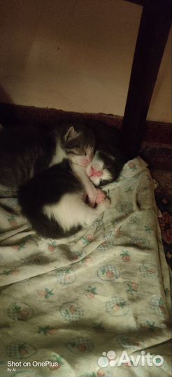 Котята, наши меньшие братья