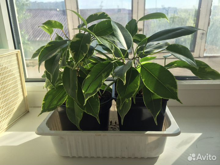 Фикус кинки