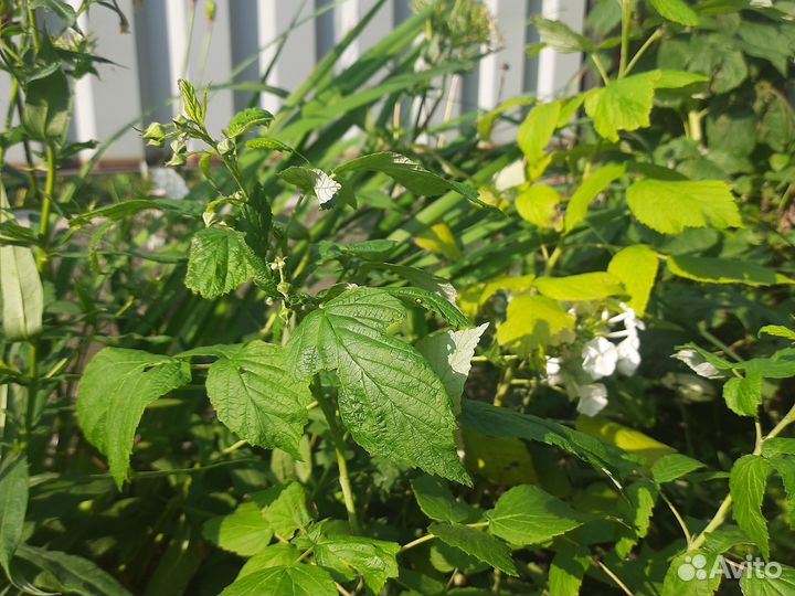 Ремонтантная малина Саженцы, Виктория