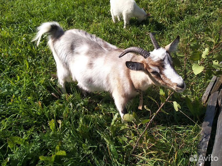 Коза молодая