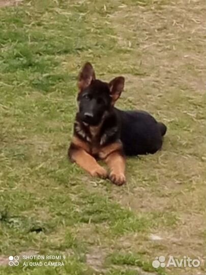 Чëрные и чепрачные немчики есть выбор