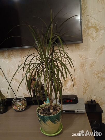 Цветок - Драцена