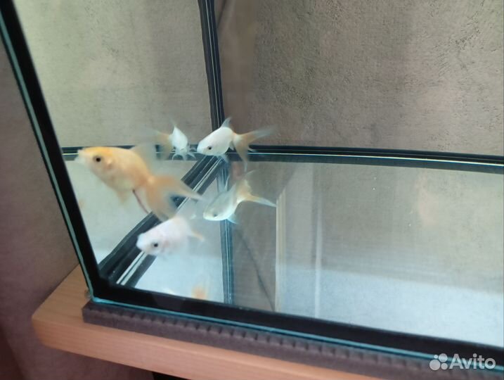 Аквариумные рыбки