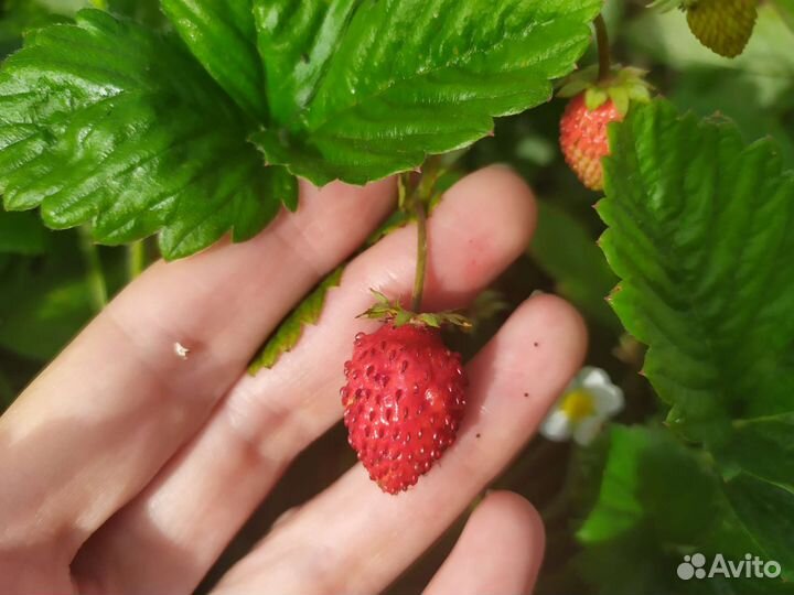 Ремонтантная земляника