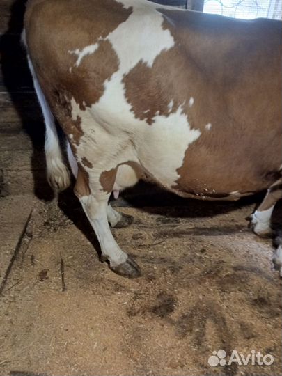 Корова высокоудойная,тёлочка, поросята