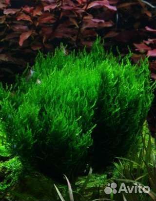 Мох аквариумный