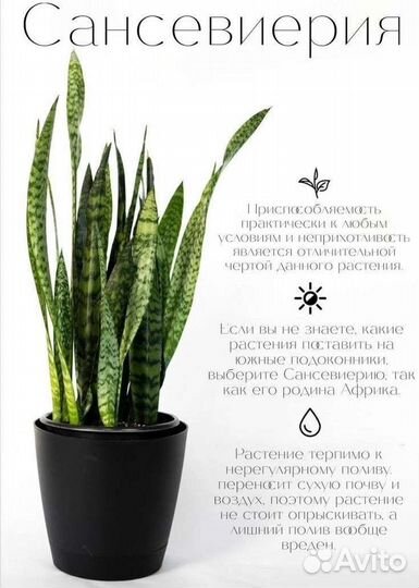 Сансевиерия, хавортия