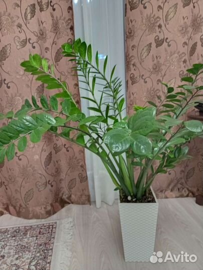 Замиокулькас