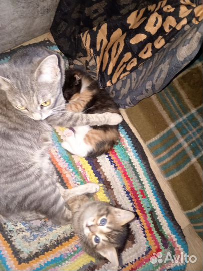Бесплатно котят