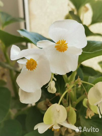 Бегония белая с бесплатной доставкой