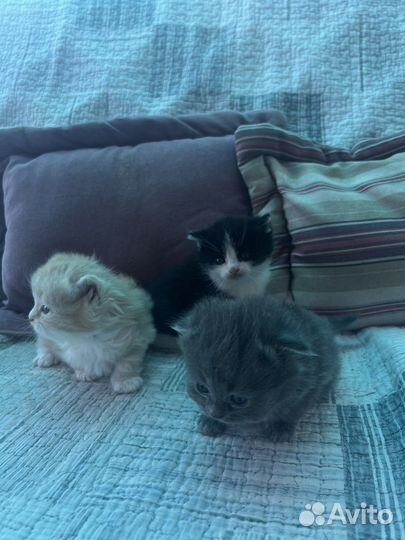 Котята в добрые руки бесплатно