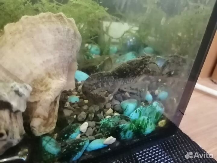 Аквариумные раки