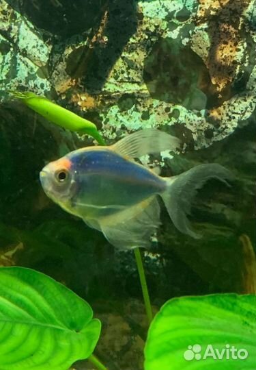 Аквариумные рыбки