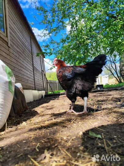 Мараны молодые петушки