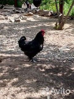 Петухи брама