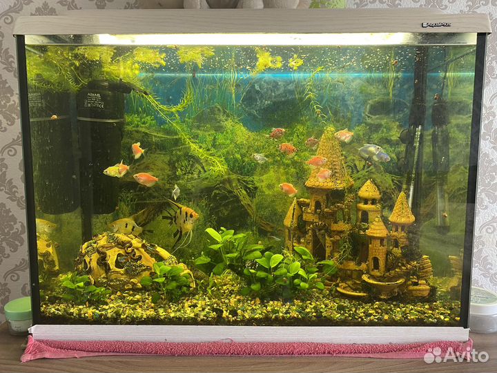 Аквариум с рыбками