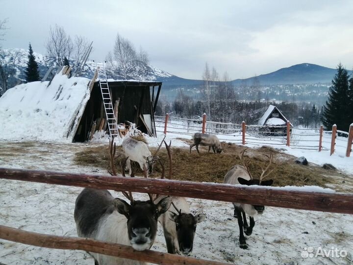 Катание на снегоходах Шерегеш