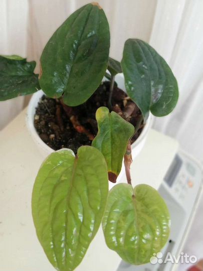 Антуриум Anthurium Radicans