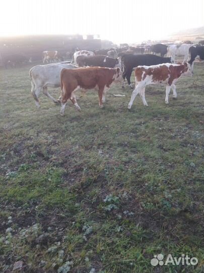 Бычки, тёлочки, говядина, баранина мясо,тушами