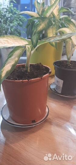 Диффенбахия кустовая