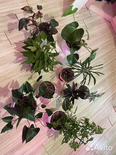 Комнатные цветы