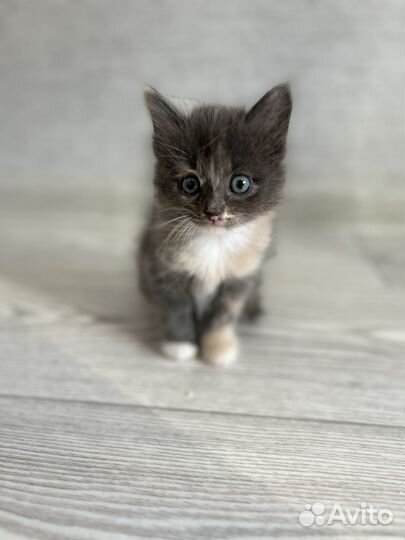 Котята бесплатно