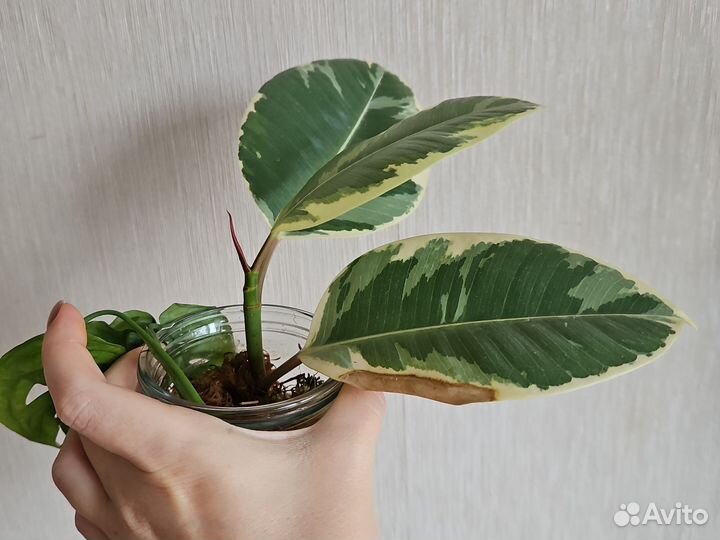 Фикус тинеке