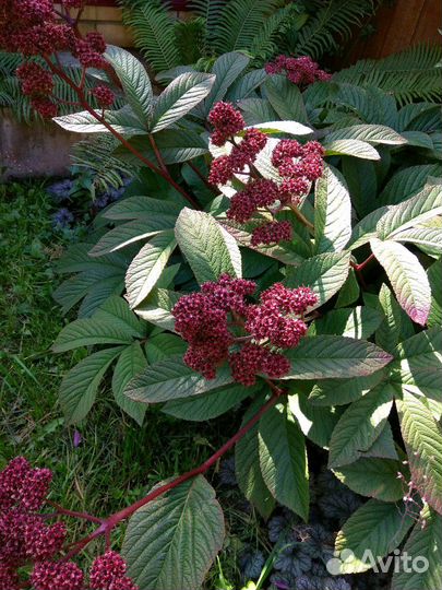 Роджерсия дарк покерс