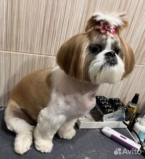 Стрижка собак