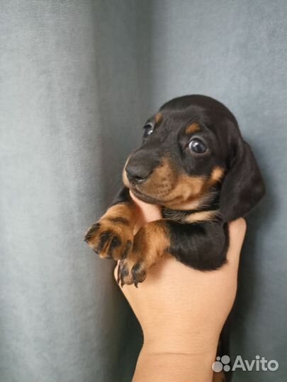 Карликовая такса