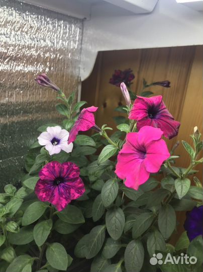 Укорененные черенки вегетативной петунии