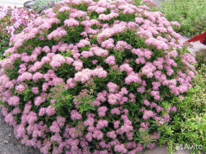 Спирея японская