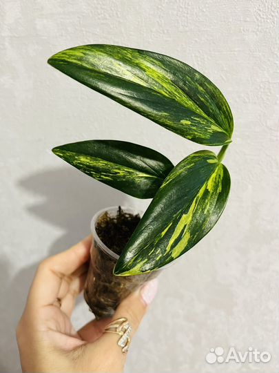 Бегония Ginny galaxy,филодендроны,хойя