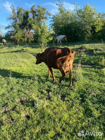 Коровы дойные молочные