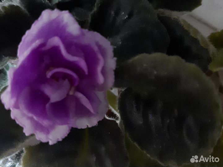 Цветущие фиалки