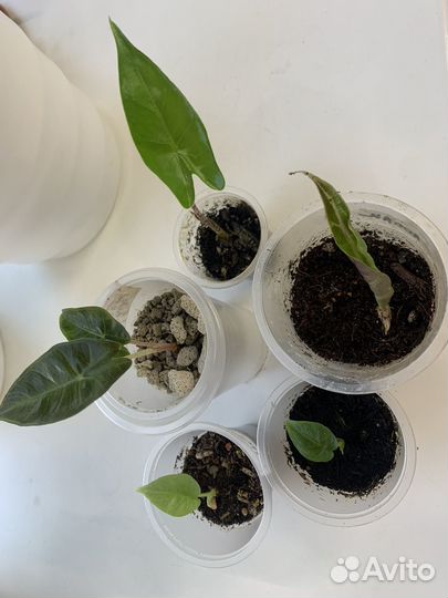 Алоказия детки