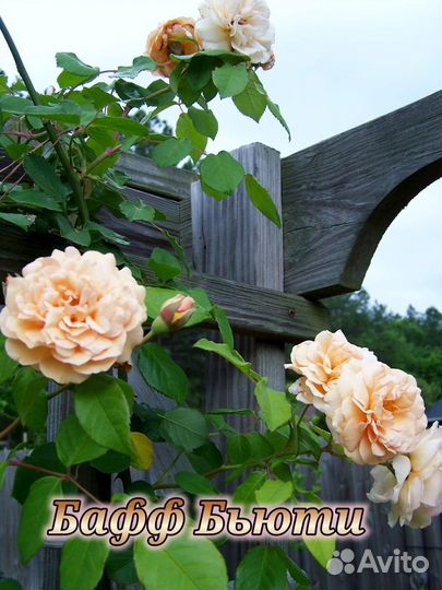 Роза на штамбе