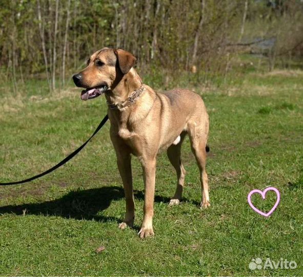 Собака в добрые руки